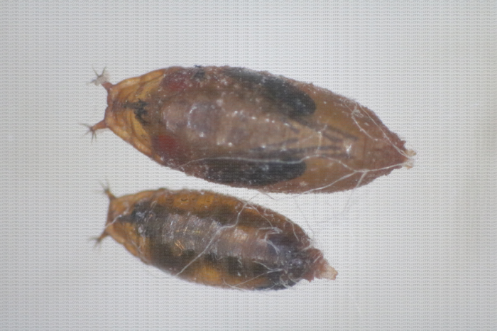 Pupe de Drosophila suzukii parasitée par Ganaspis brasiliensis (en bas) et non parasitée (en haut). On remarque la différence de taille importante entre les 2 pupes, la pupe parasitée étant plus petite
